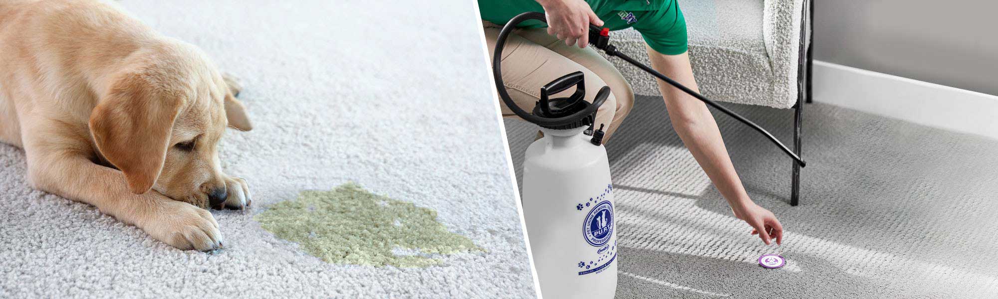 Chem-Dry Pet Urine Removal Treatment